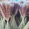 30pcs 45cm Reed Pampas Weizenohren Kaninchen Schwanzgras Natürliche getrocknete Blumen Bouquet Hochzeitsdekoration Heu für Party Böhmian Home294825048