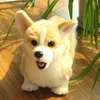 かわいいウェールズのコーギー犬抱きペンブローク子犬リアルライフ抱擁動物ソフトシミュレーション