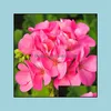 Gartendekorationen Patio Rasenhaus 200pcs Geranium Samen Dekor Pflanzer unsere Door Bonsai -Pflanzen Blume Topf saubere Luft dekorierte Tropfen Deliver