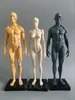 30см художественная человеческая манекен мышечная анатомия человеческая структура искусство модель модели CG Скульптура Учение