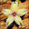 Andere Gartenlieferungen Patio Rasen Home Stapelia Pchella Samen Lithops Mix er Succents Stein Kaktus selten f￼r Blumenbonsai-Pflanzen 100 Stcs