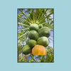その他のガーデンサプライパティオローンホーム20pcsパパイヤフルーツツリー発芽率95％パティオ盆栽植物の新鮮な種子