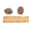 3CM Natural Pine Nuts Fruit Artificial For Party Wedding Christmas Decoration Garden Accessories Fake Fruit Vegetable