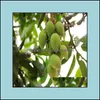 Gartendekorationen Patio Rasen Haus importierten Samen 1PCs 100% wahre Mangopflanzen sehr lecker gesunde grüne Obst Bonsai Easy Wachsen für Drogen
