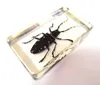 5 pcs fashion paperweight cool insect longicorn beetle jewelry