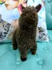 23 centimetri Alpaca Peluche Arpakasso Lama Bambole di Peluche Giapponese Peluche Per Bambini Bambini Compleanno Regalo Di Natale 435879784