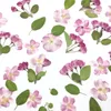 Fiori decorativi ghirlande Begonia Flower Teaching Drop Glue Colore primario non tinto Decorazione da parete per la casa Decorazione di matrimoni sakuradec