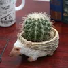 Cute Hedgehog Resin Flower Pot For Succulent Cactus Plants Mini Animal Planter bonsai Home Garden Decoration Crafts Ornaments T200529