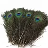 Elegant decorative materials decorative Feather Beautiful Peacock Feathers about 25 to 30 cm Novelty Items