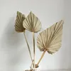 5/10 Pcs Boho Spears Natural Fans Leaves Dried Palm Fan Leaf with Stem