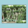 Andere Gartenlieferungen Patio Rasenhaus 20pcs Samen Zimt immergr￼ne Bonsai Baum Vase -Pflanze f￼r Garten Innen G Mini Forest Ornamente pl