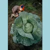 Andere Gartenlieferungen Terrasse Rasenhaus 100 Stück/Packsamen seltene NT Russische Kohlbonsai Gemüse Vitamin Aerobic Topf schnell Anbau