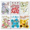 Ghirlande di fiori decorativi Set di fiori secchi misti naturali Pressato arte fai da te Decori floreali Gioielli Custodia per telefono epossidica Viso Petalo Trucco Scrapbo