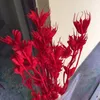 Dekoratif Çiçekler Çelenkler 7 adet / demet DIY Eternelle Yıldız Anason Çiçek Buketi Pembe Beyaz Kurutulmuş Doğal Şube Ev Dekor Için Çiçekli