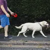 Köpek yakaları tashes gomaomi kırmızı geri çekilebilir tasma kemeri orta büyük köpekler için evcil hayvan ürünleri