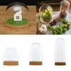 50 x dia 8cm Everlasting Flower Glass Dome Cover Home Decor Vases Succulent Plants Display Bell Jar with Wood Base DIY Wedding Decor