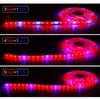 Grow Lights Light Coup de 5m DC12V LED Phytolamp Éclairage Fitolampy Spectre Full