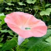 100 PC 씨앗 / 가방 다채로운 아침 영광 꽃 식물 희귀 Petunia Plantas Bonsai Flore Plante 집 정원 식물 재배 자연 성장 다양 한 색상