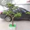 Decorative Flowers & Wreaths Artificial Flower Green Plants Guest-Greeting Pine Solid Wood Pseudopine Tree For Home Garden Furnishing Bonsai