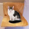 Alta categoria Sólida Quadro Cat Hammock Casa Confortável Bonito Quente Quente Comfort Pat Prateleira Colchão 220323