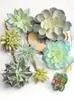Decorative Flowers & Wreaths Artificial Succulent Plant Cactus Green Flower Wall Indoor Landscaping Home Decorations CombinationDecorative