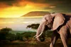 Современные животные пейзажные постеры и принты настенная живопись на холсте африканский слон фотографии для декора гостиной без рамки5104819