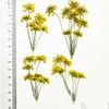 装飾的な花の花輪のクラスターレースフラワー1000pcs異なる色乾燥して装飾無料の出荷を行う