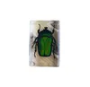 3D Insect Specimen Kids Teen Collection Science Discovery Toys Spider Scorpion Cricket Flower Chafers Stink Bug Spotted Lanternfly Clear Resin