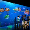 Projeção interativa de quadros brancos pisos de parede com usuários de vários toques para piscina de bola jogando bolas de air ocean