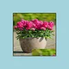 Otros suministros de jard￭n Patio Lawn Home 100pcs Seeds Colorf African Violet Bonsai Diy Dwarf Plants Fl oTilo