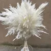 Decorative Flowers & Wreaths Stems White Color Large Size Real Dried Pampas Grass Wedding Decor Flower Bunch Natural Plants Home Fall DecorD