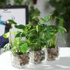 Erxiaobao Plantes artificielles avec pot en verre Simulation Bonsaï en pot Placé Vert Trèfle à quatre feuilles Maison Table Fenêtres Décoration T200330