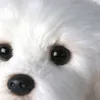 Bichon Fresh Puppy Cuddly Dog Cuddle Cute Simulation Pets Pets Fluffy Baby Dolls Подарки на день рождения