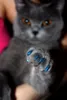 Silikon Soft Cat Nail Caps Cat Paw Claw Pet Nail Protector Cat -täckning med lim och Applictor G11233177