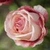 fleurs de soie en gros Soie rose fleur de qualité supérieure non polluante Fleur Artificielle Simulation Mariage ou Maison Fleur Décorative livraison gratuite