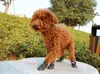 Przenośne piękne wodoodporne buty dla psów dla psów przeciwpoślizgowe buty deszczowe rozmiar s m l Candy Colours 4 sztuki set 302U