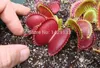 Dionaea Muscipula Free shipping Giant Clip Venus Fly trap Seeds 300PCS Insectivorous seed Garden Plant Seed Bonsai Family Potted