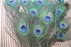 Pena de pavão de alta qualidade 500 peças linda natural fonte de festa de 1012 polegadas9651313