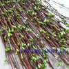 400 stks Groothandel 40cm DIY Mooie Pip Berry Stem voor Floral ArecationManet Crafts Wedding Garland Decoration Accessories