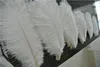 Hurtownie 100 sztuk White Strusi Pióże piórków do ślubu Wedding Decor Party Event Decor Super Weszorowanie Wystrój