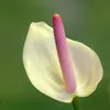 100 / borsa Semi di fiori rari anthurium andreanu semi balcone pianta in vaso anthurium semi di fiori per il giardino di casa fai da te