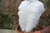 100 pcslot 1618inch3540cm white Ostrich Feather plumes for wedding centerpiece wedding party event decor festiv3125789