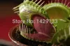 Dionaea Muscipula Free shipping Giant Clip Venus Fly trap Seeds 300PCS Insectivorous seed Garden Plant Seed Bonsai Family Potted