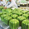 Free shipping Garden Plants 20pcs Free Shipping Square Watermelon Seeds Very Sweet Fruit Seeds With Plant Instructions