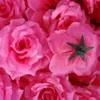 500 pièces 10CM 20 couleurs soie artificielle rose arc têtes de fleurs fleurs bricolage accessoires accessoires décoration de mariage baiser boule making7877814