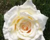 Simulation haut de gamme fleur rose soie tissu fausses fleurs 13 cm bricolage prise murale fournitures de mariage