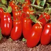 Semi rossi Pomodoro San MartSano Organic Heirloom Varietà Varietà 50pcs S069