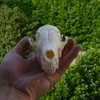 real genuine animal skull skeleton fox taxidermy supply supplies bone art tool