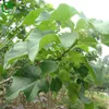Jatropha curcas Seeds Albero in vaso Bonsai cortile casa giardino pianta bonsai 10 pezzi Y01