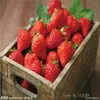 Semi di frutta Strawberry Bosco Bosco Semi di frutta Bonsai Plant 200pcs S029